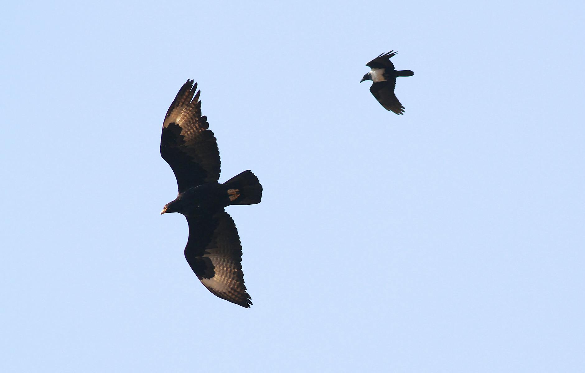 Oilers – Blackhawks – Foto: Derek Keats / Pexels