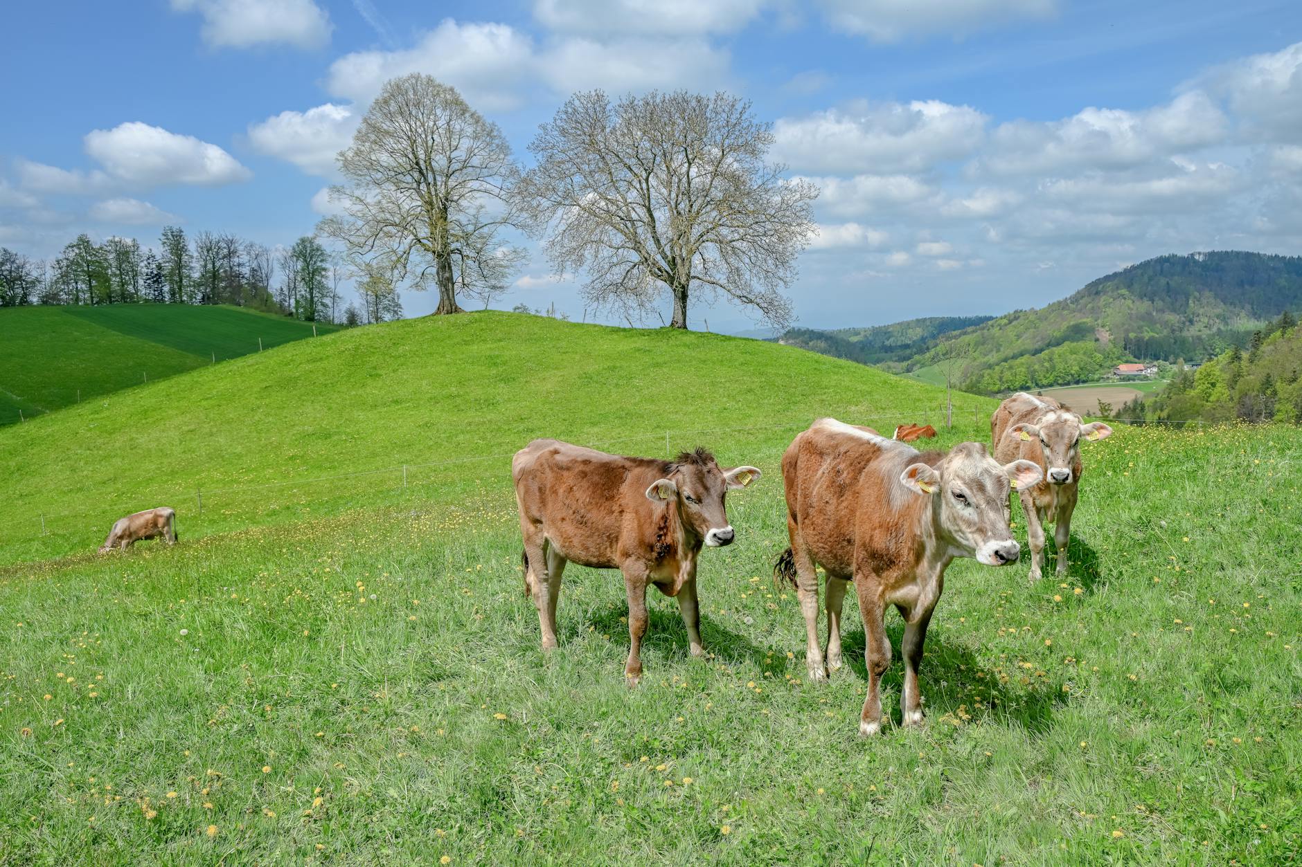 ostallgäu – Foto: Thomas P / Pexels