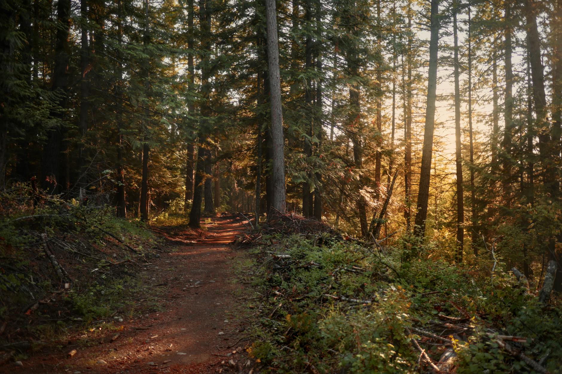 Suns Trail Blazers – Foto: Manda Walker / Pexels