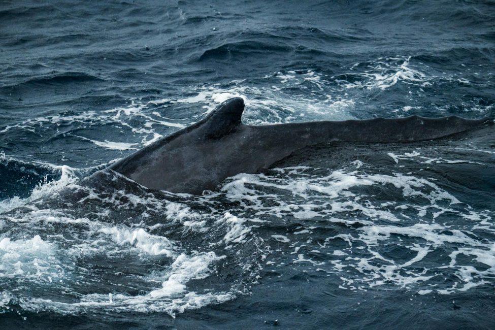 Buckelwal Timmy: Das Drama um den Wal Timmy und seine Rettung in der Ostsee