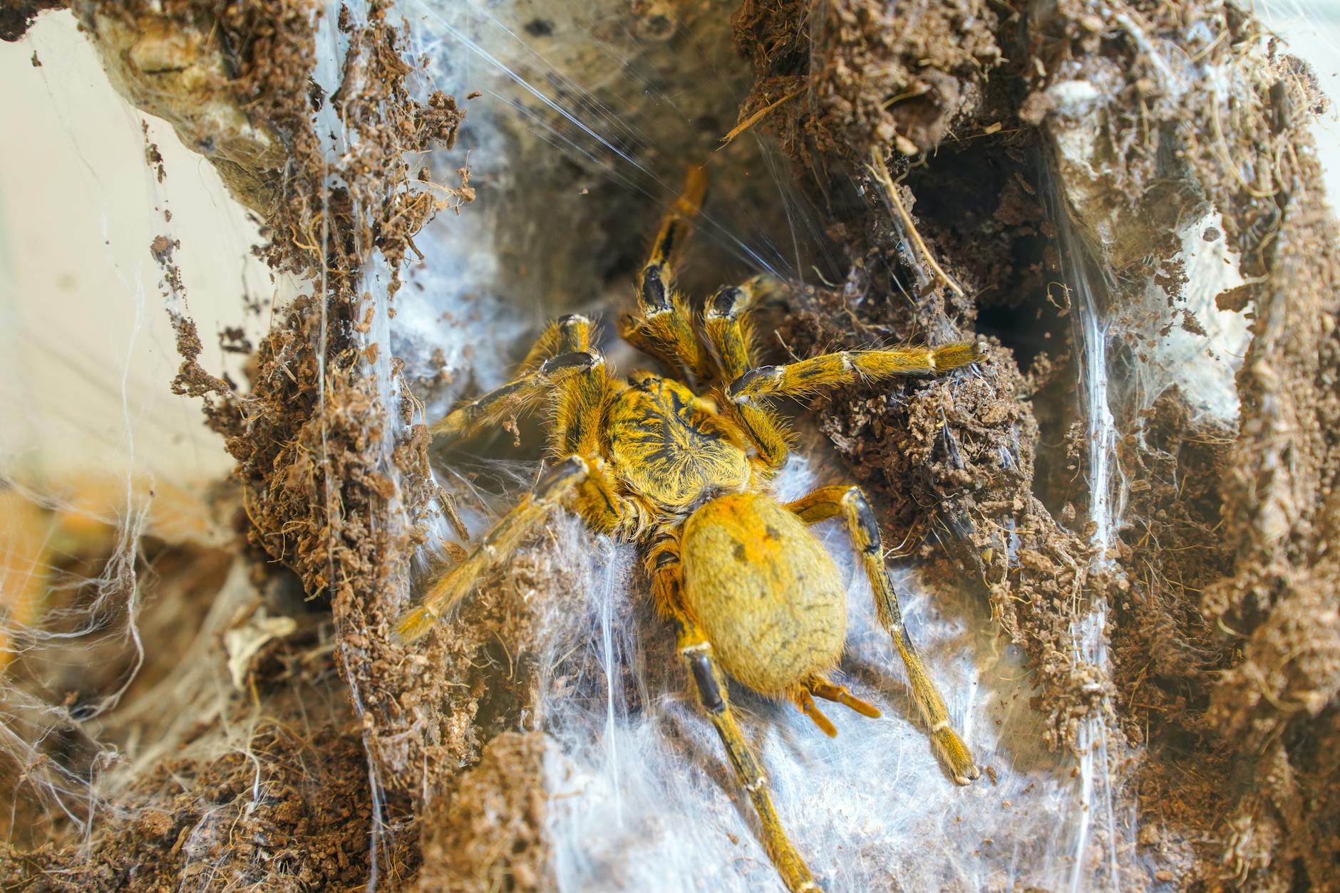 chwitscha kwarazchelia – Foto: Vladimir Srajber / Pexels