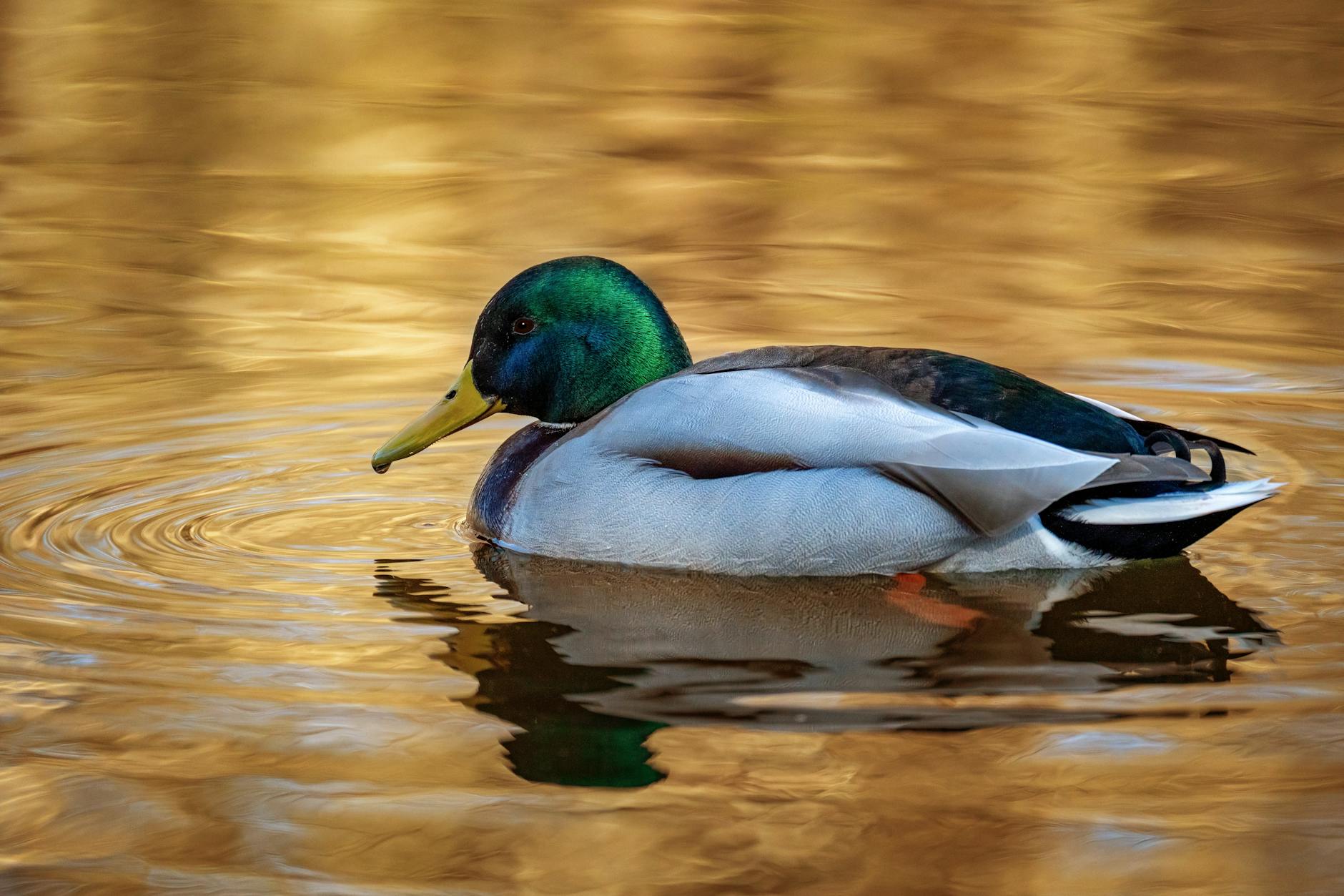 Golden Knights – Ducks – Foto: Gundula Vogel / Pexels