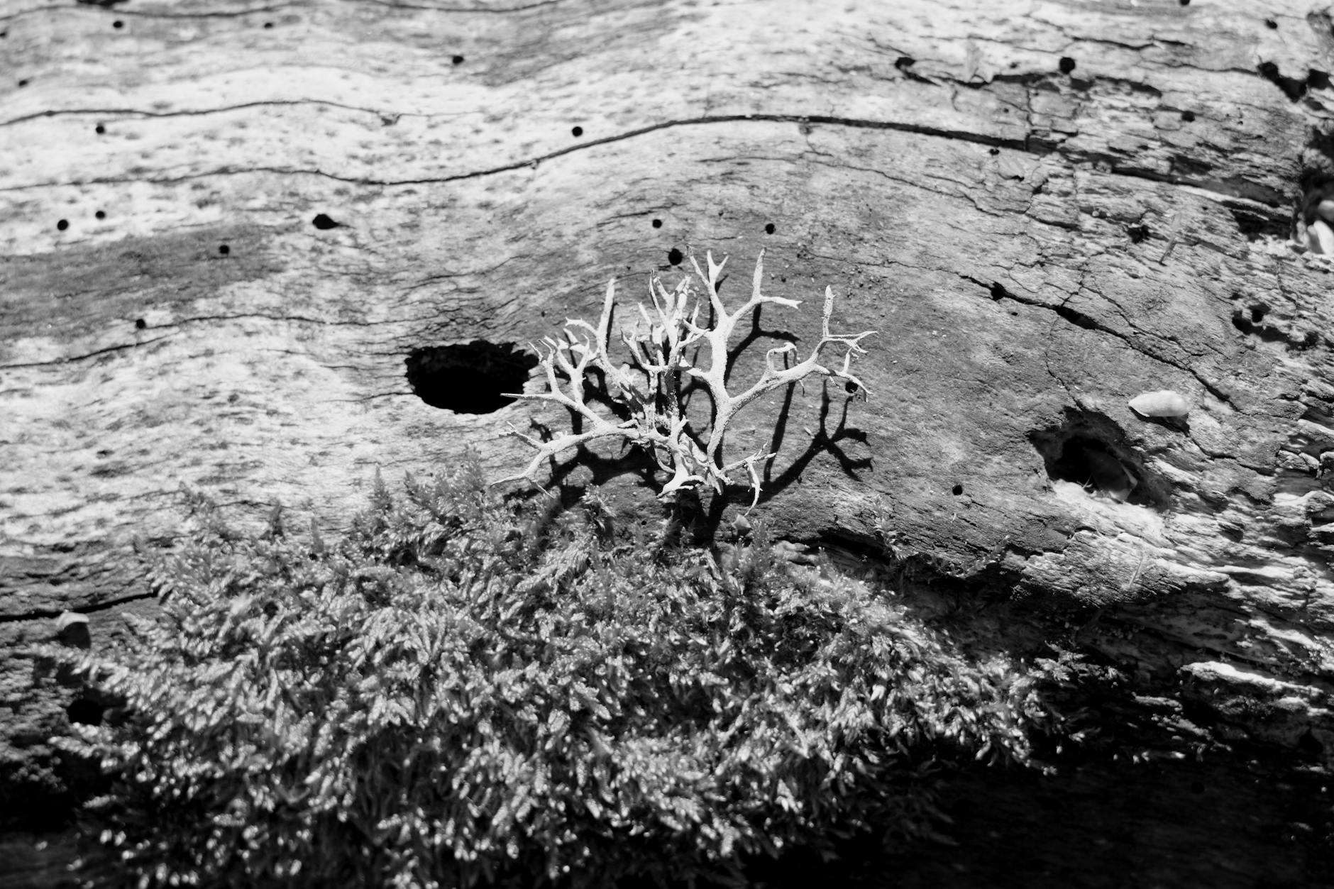 NEL ASA – Foto: Vash Project / Pexels