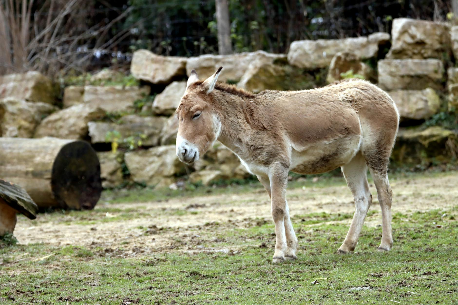 Detailansicht: Bedrohte Tierarten