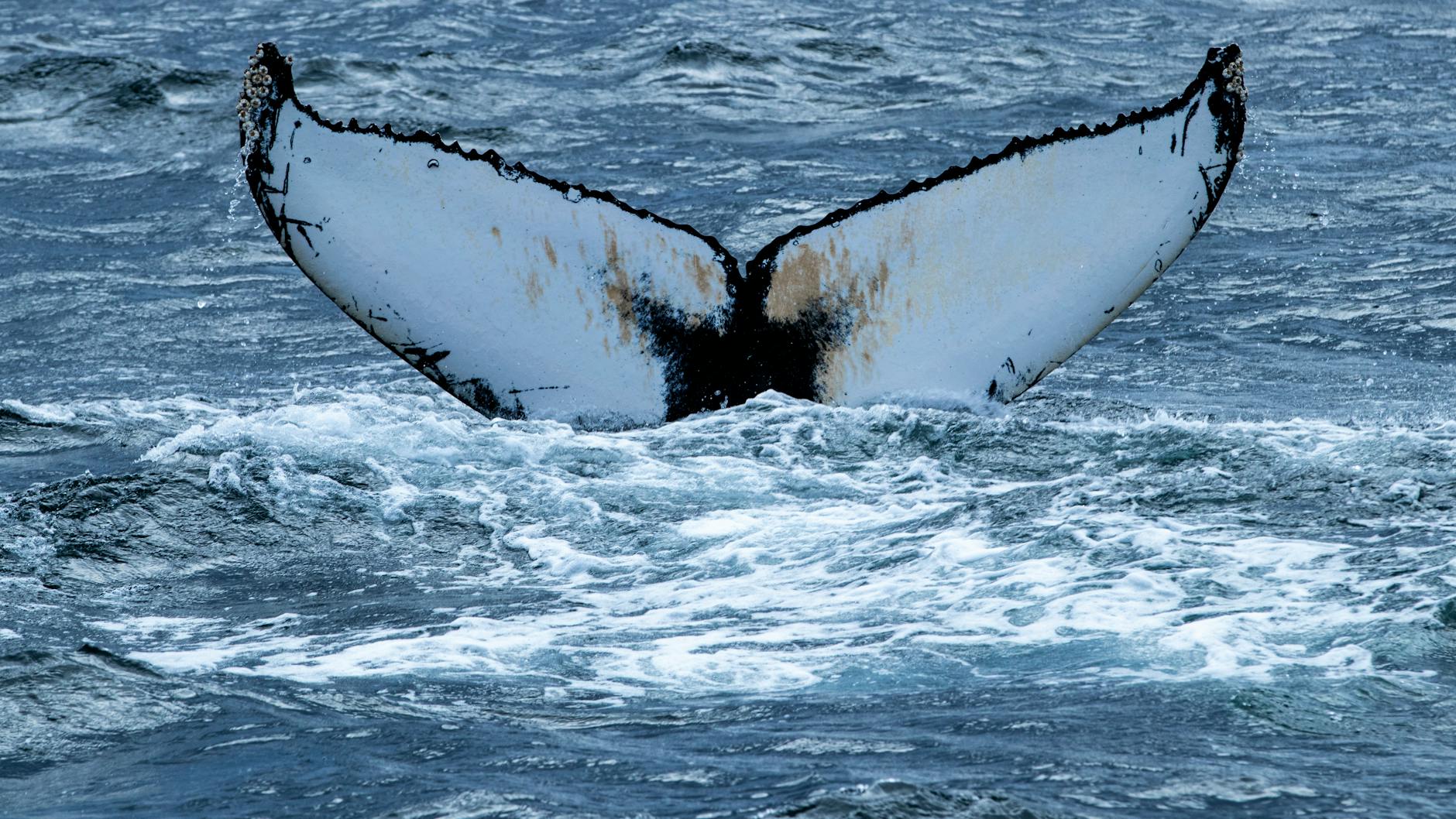 Buckelwal Anholt Detailansicht: Buckelwal Anholt