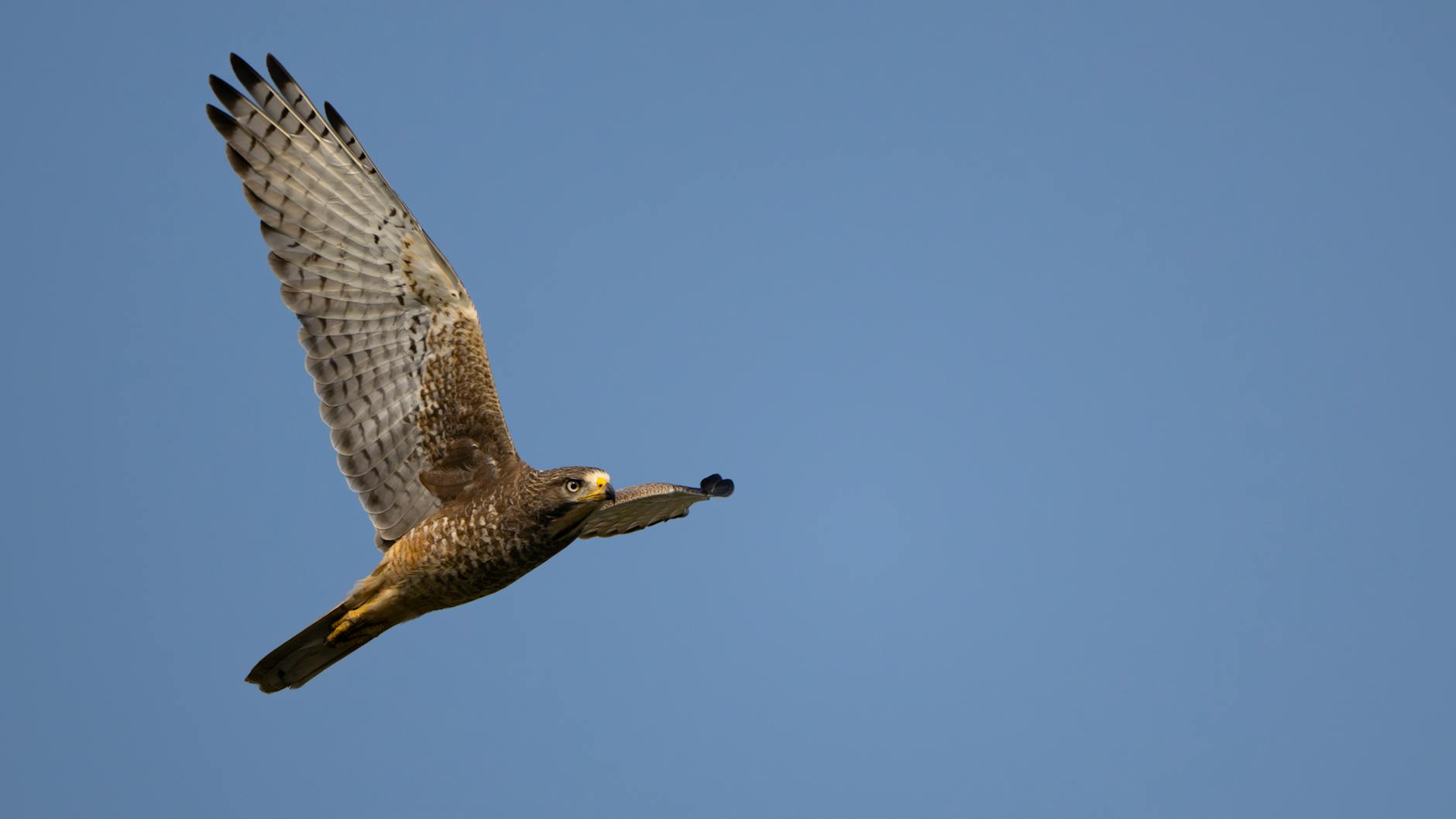 Symbolbild zum Thema Cavaliers – Raptors