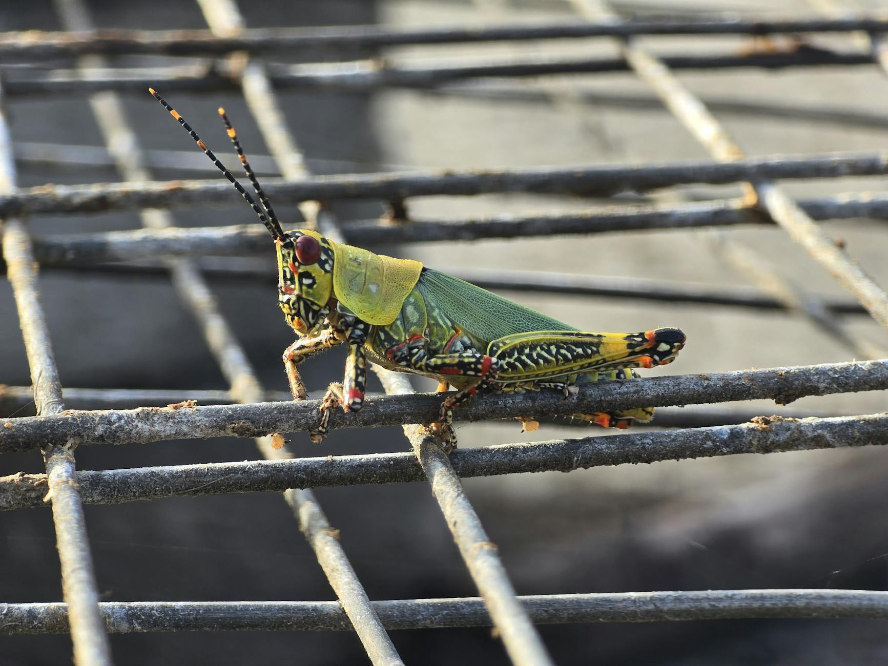 Illustration zu Grasshoppers – Winterthur