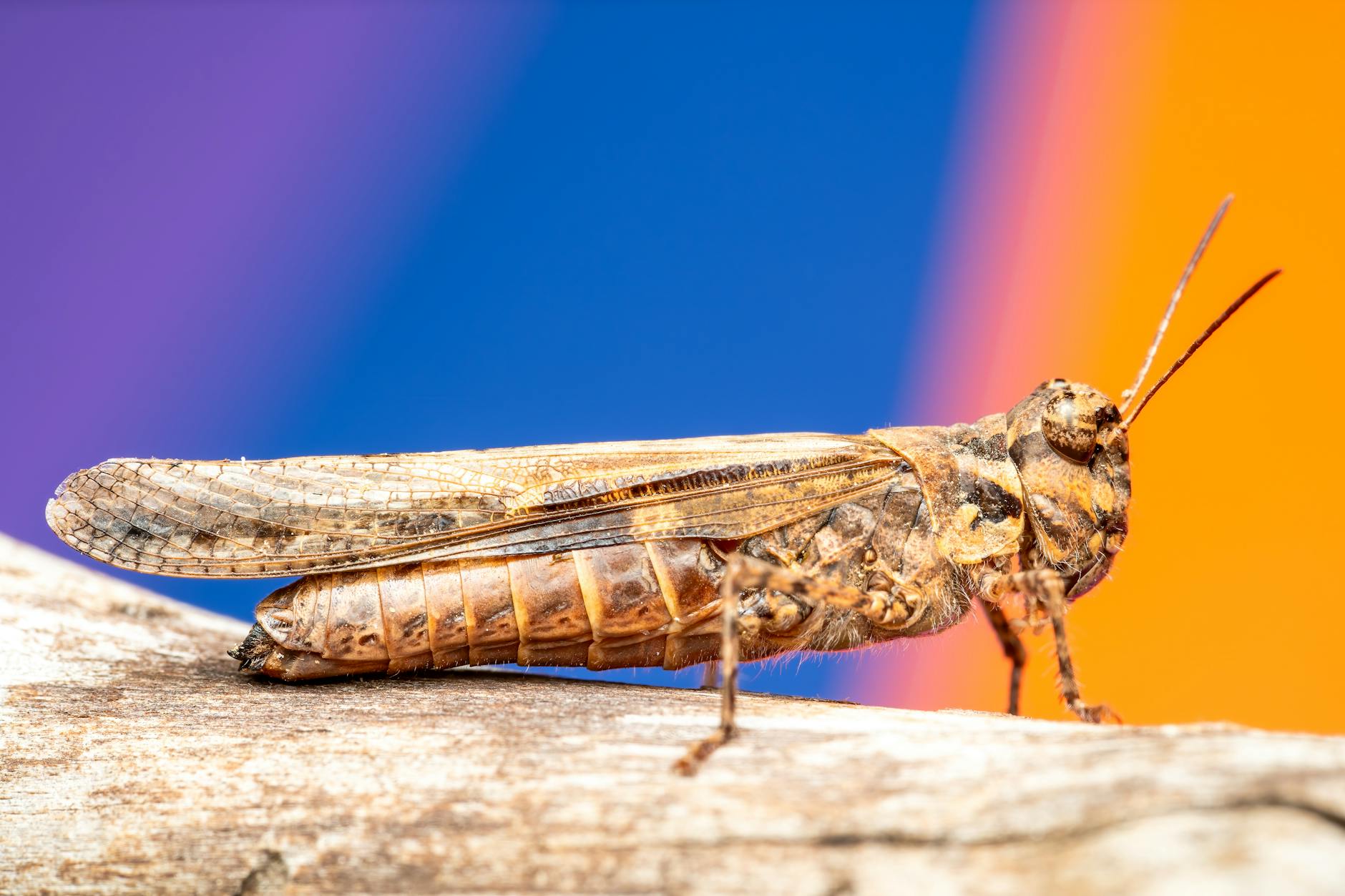Symbolbild zum Thema Grasshoppers – Winterthur
