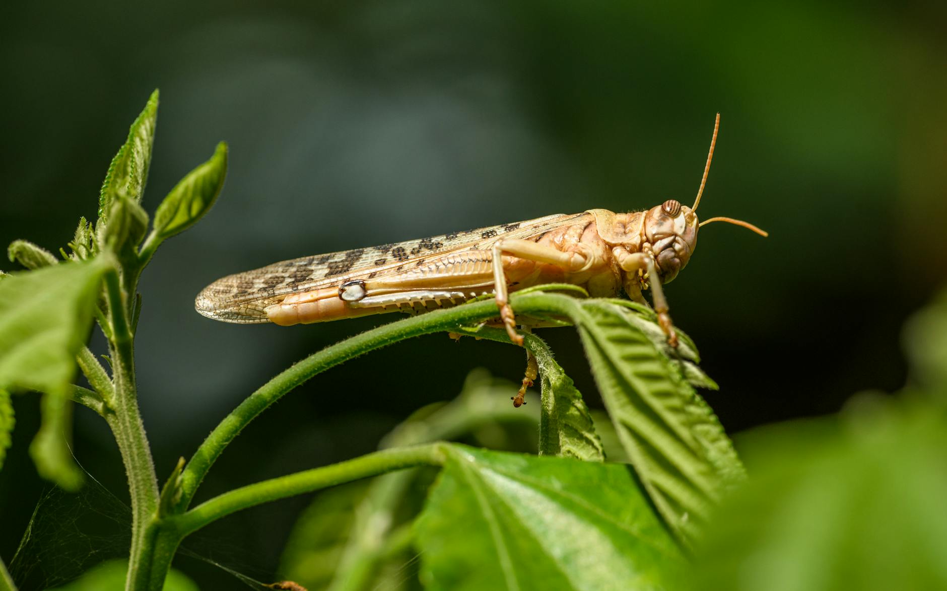 Detailansicht: Grasshoppers – Winterthur