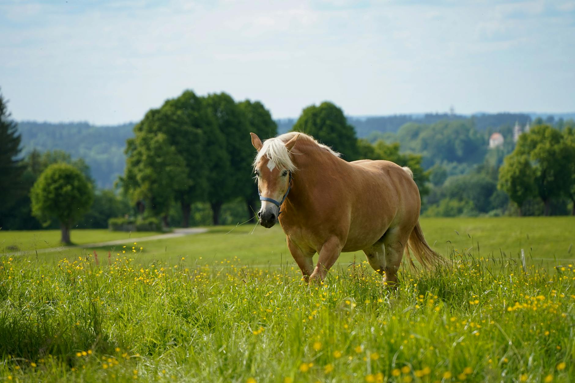 Illustration zu Haflinger