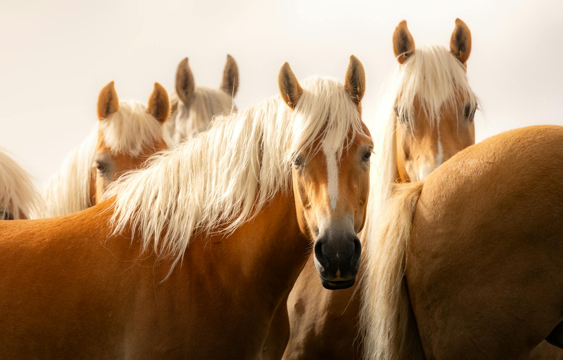 Symbolbild zum Thema Haflinger