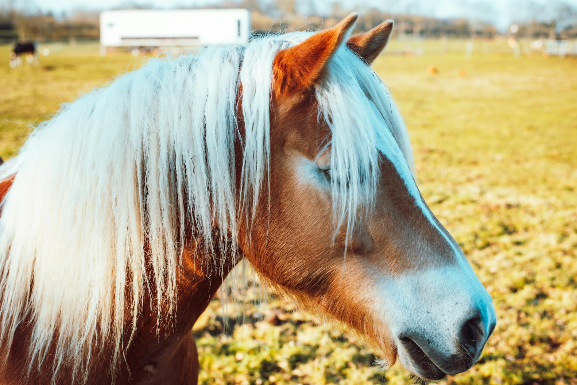 Detailansicht: Haflinger