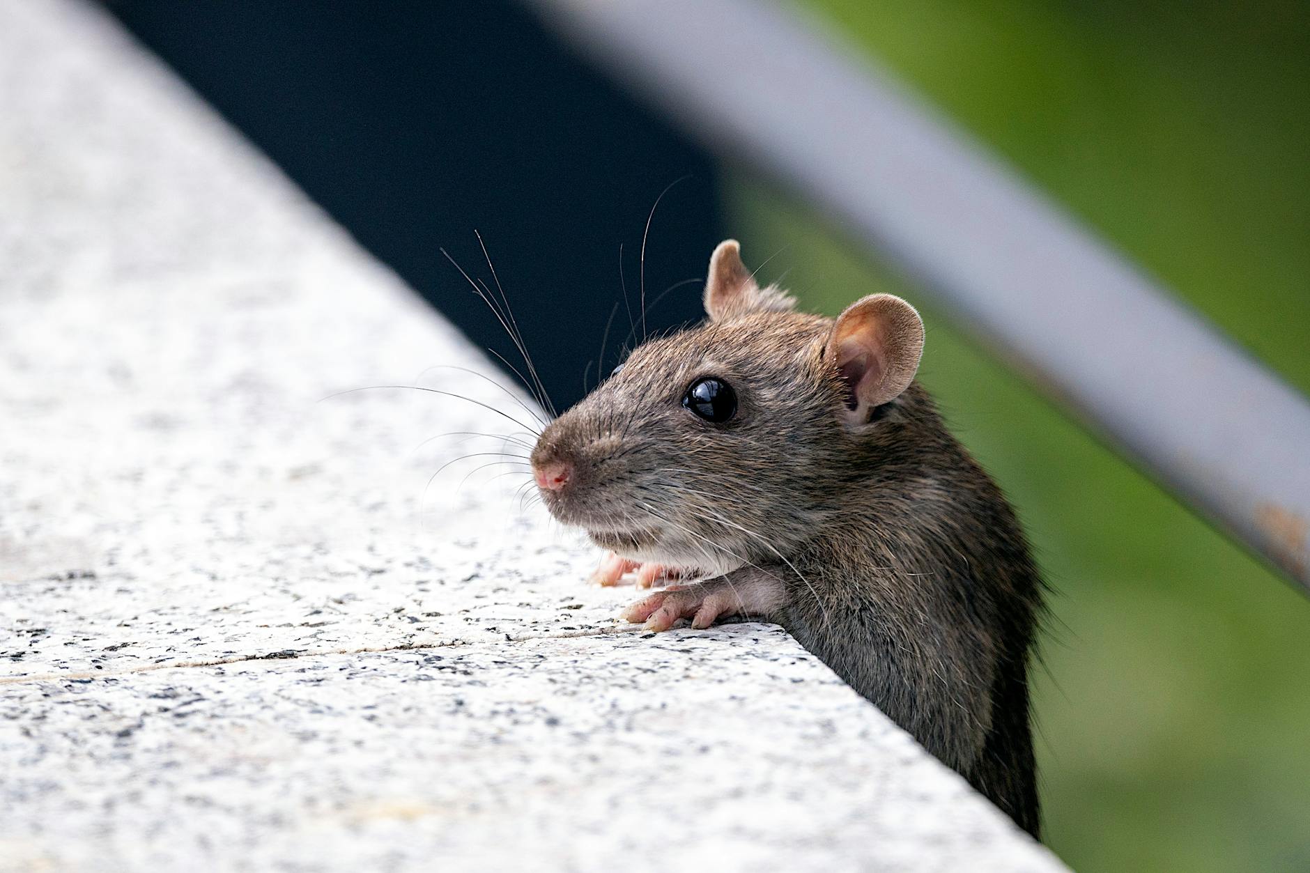 Symbolbild zum Thema Hantavirus Ausbruch