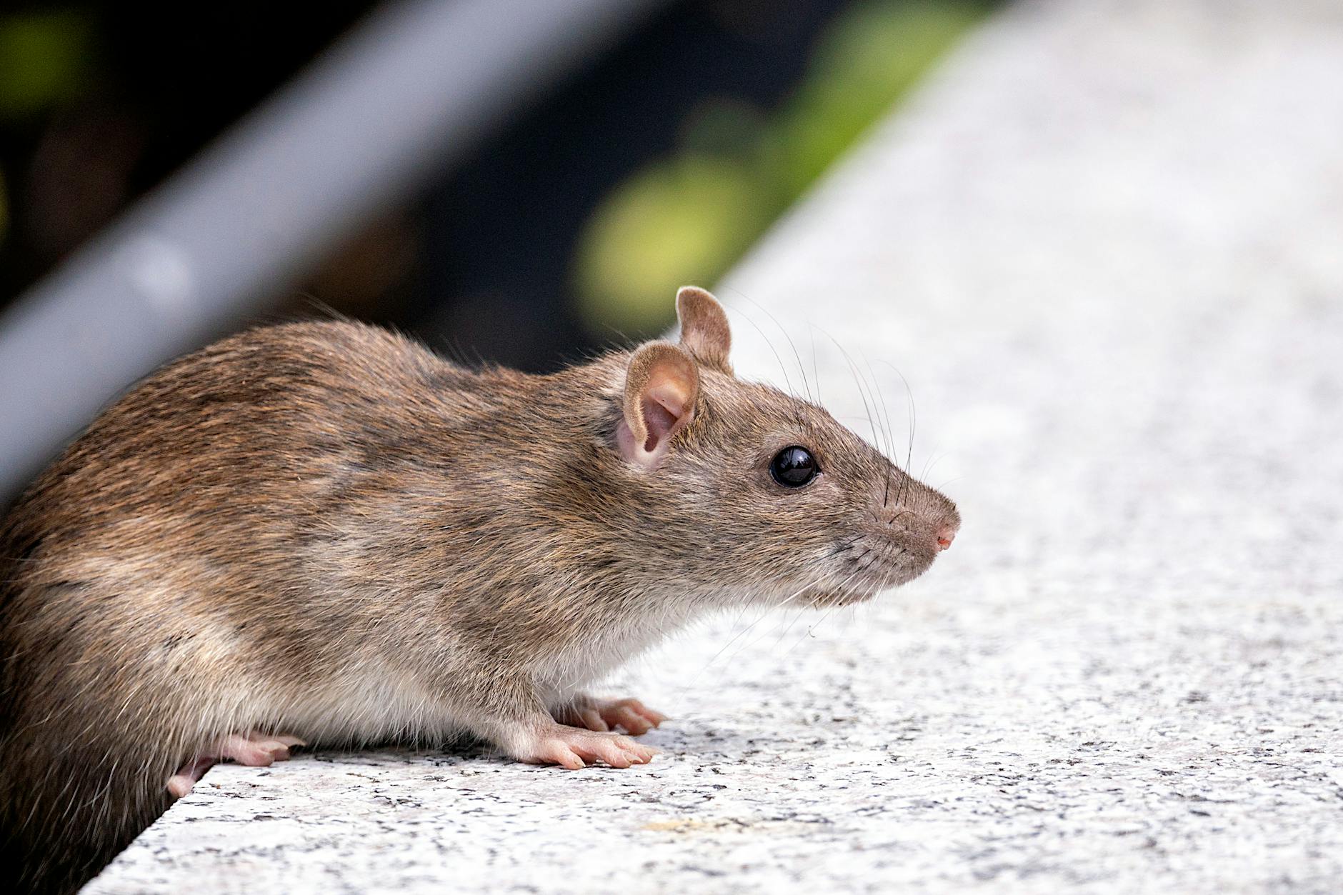 Detailansicht: Hantavirus Ausbruch