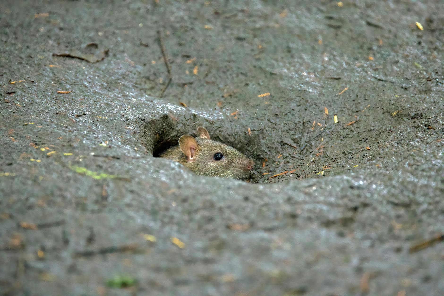 Symbolbild zum Thema Hantavirus Infektion