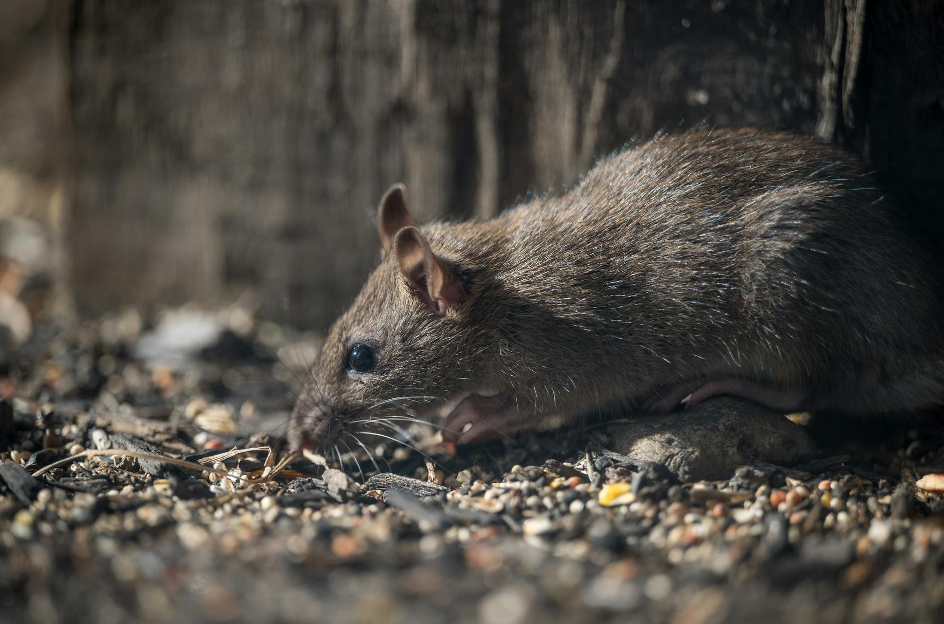 Detailansicht: Hantavirus Infektion
