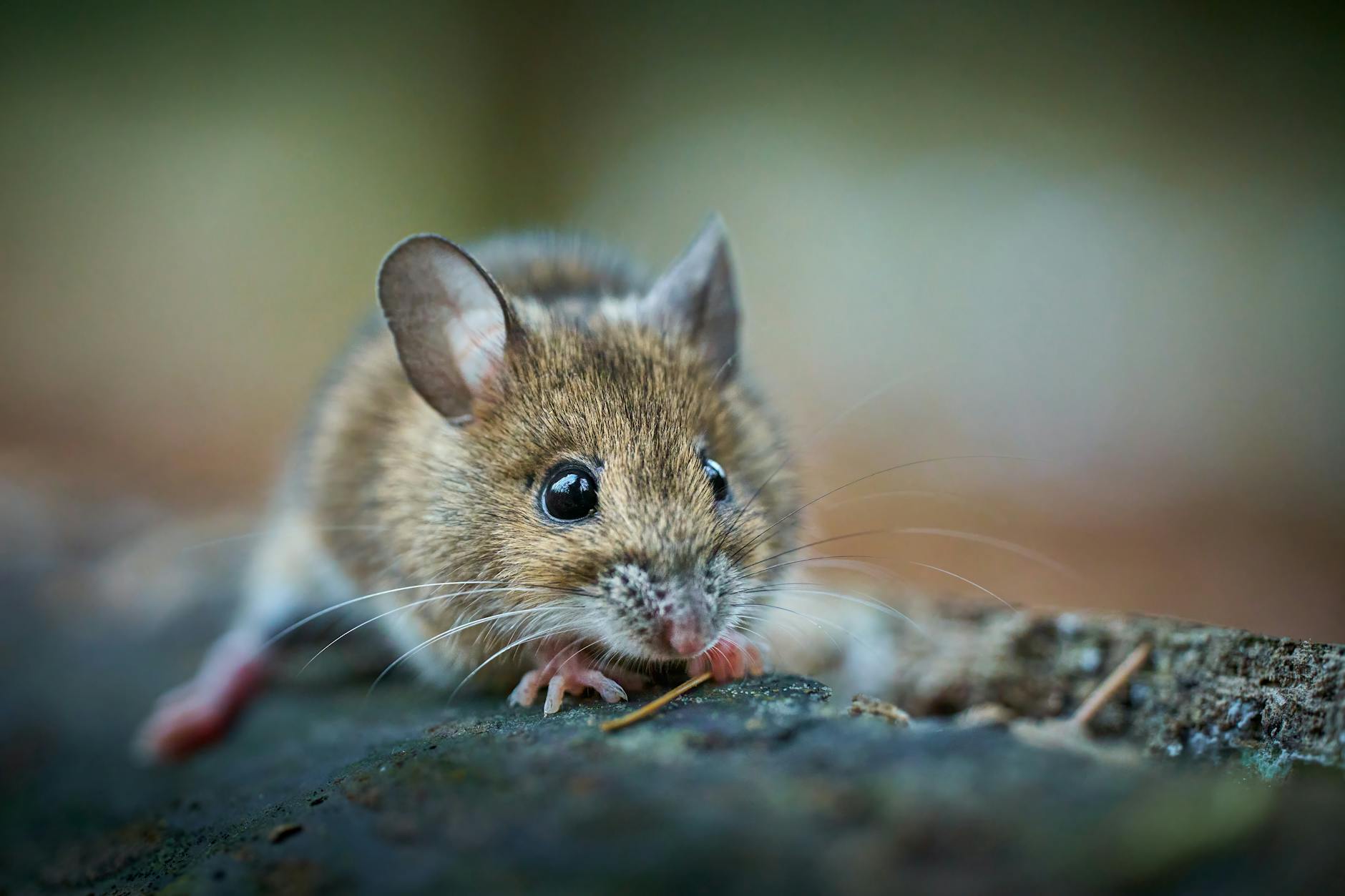 Detailansicht: Hantavirus Schweiz