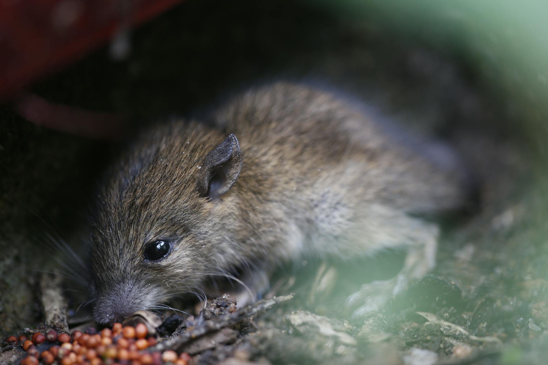 Symbolbild zum Thema Hantavirus Symptome