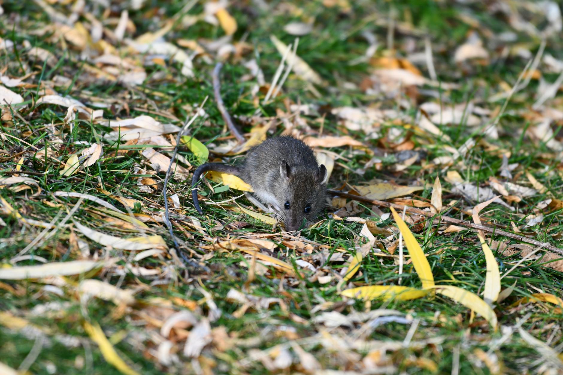 Symbolbild zum Thema Hondius Hantavirus