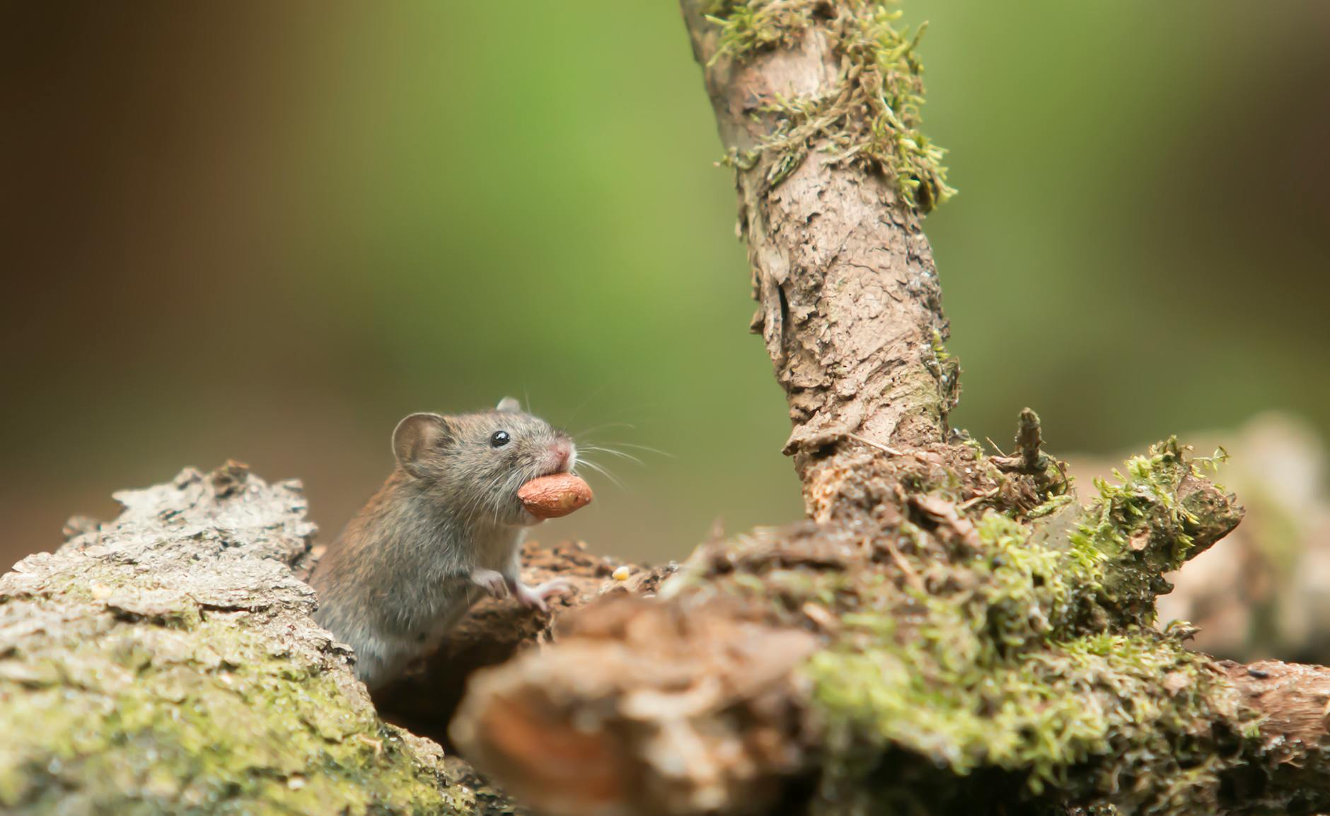 Detailansicht: Hondius Hantavirus