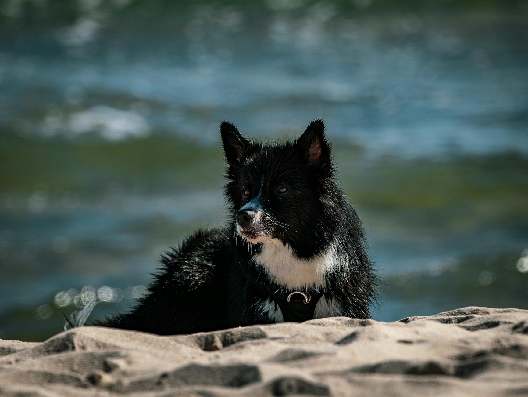 Illustration zu Hund Hitze Tipps