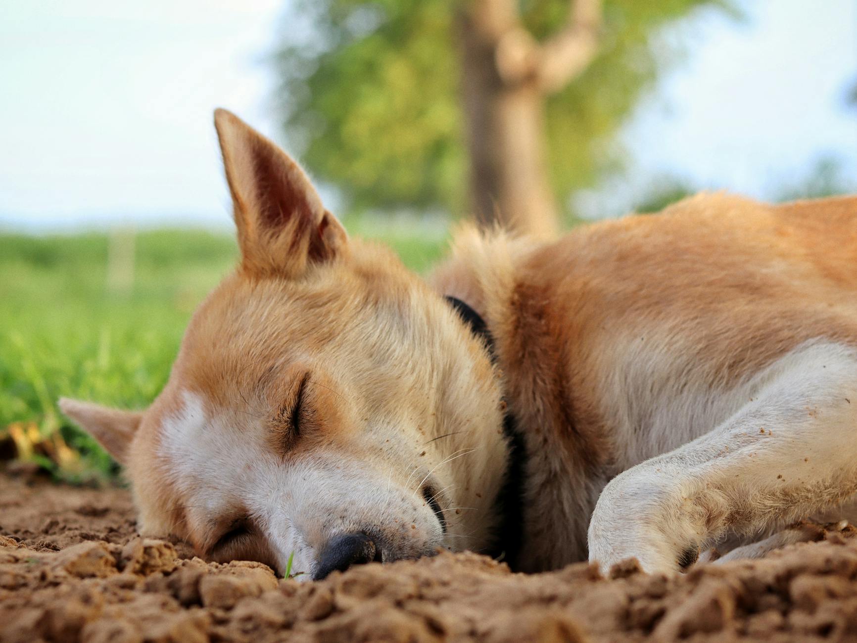 Symbolbild zum Thema Hund Hitze Tipps