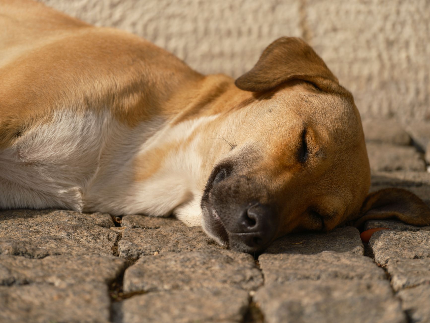Detailansicht: Hund Hitze Tipps