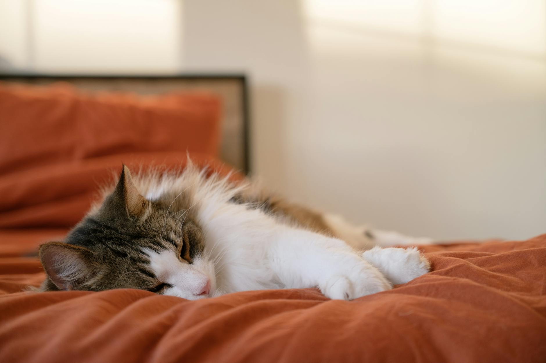 Symbolbild zum Thema Katze Im Bett