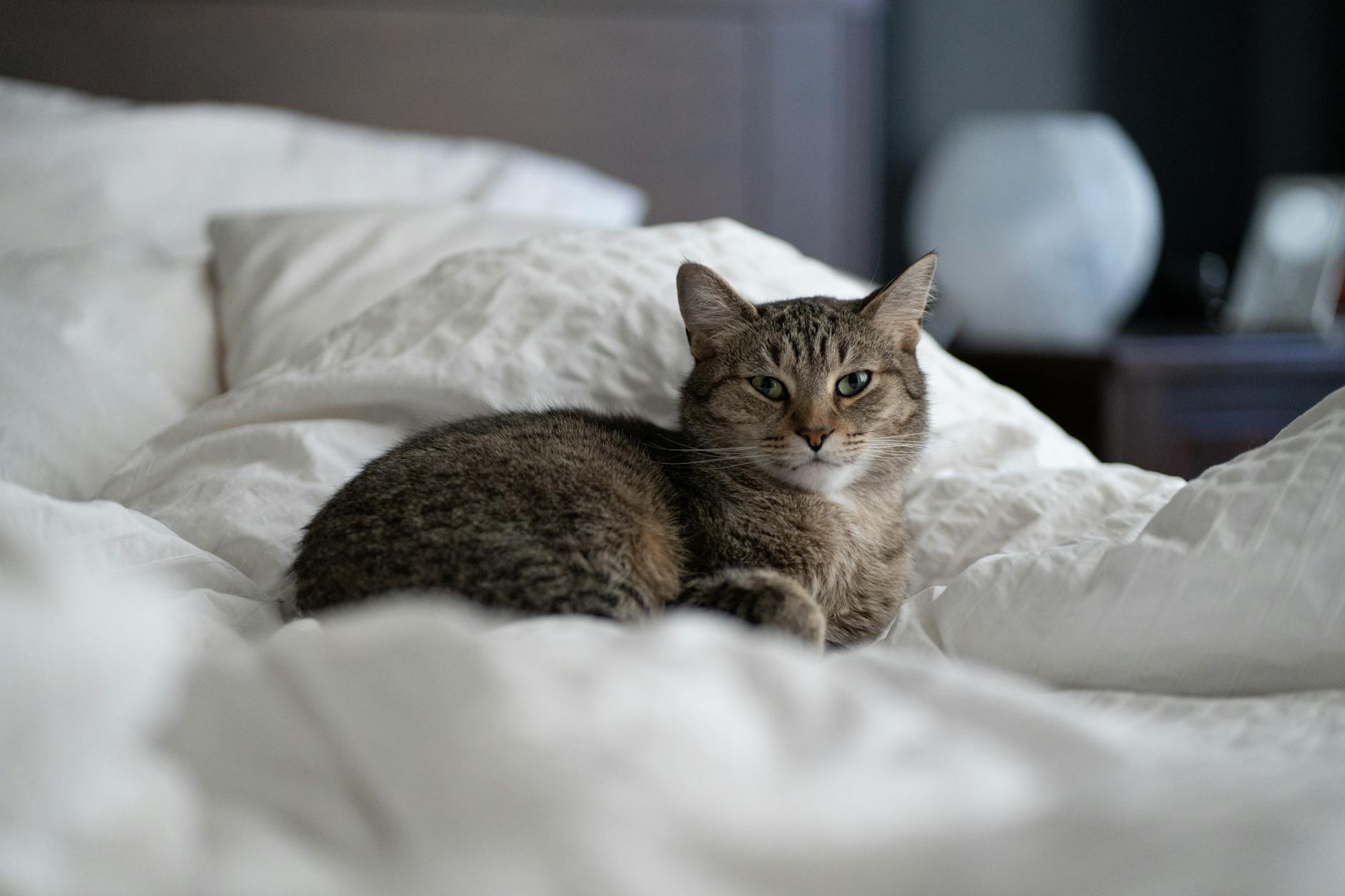 Detailansicht: Katze Im Bett