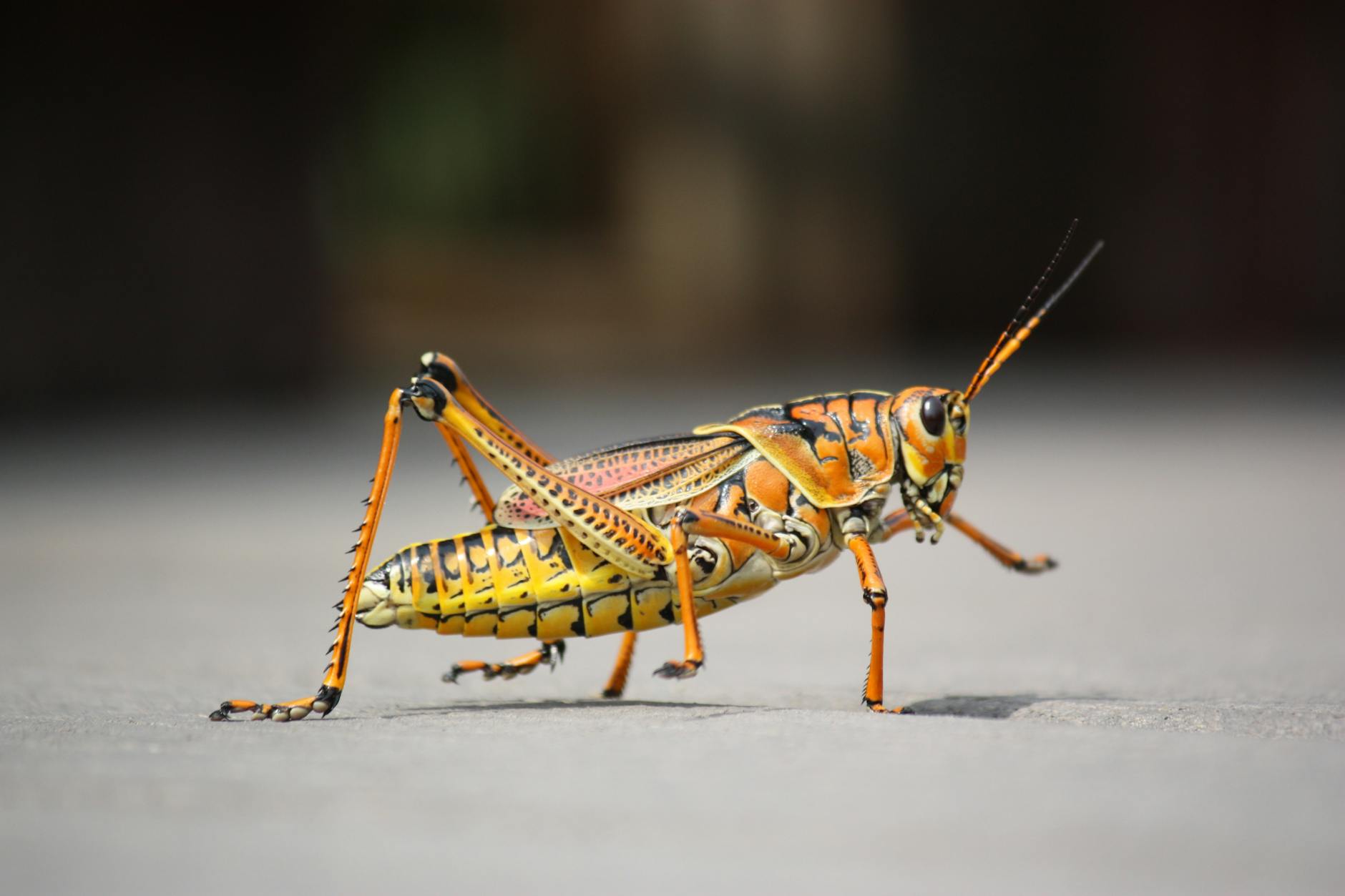 Illustration zu Lausanne-sport – Grasshoppers