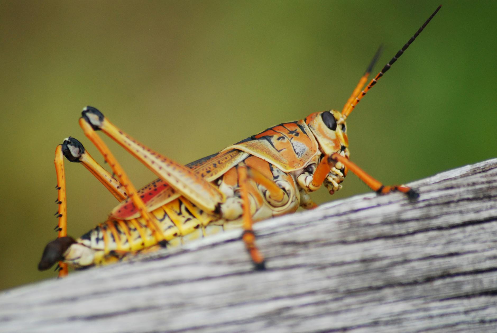 Symbolbild zum Thema Lausanne-sport – Grasshoppers