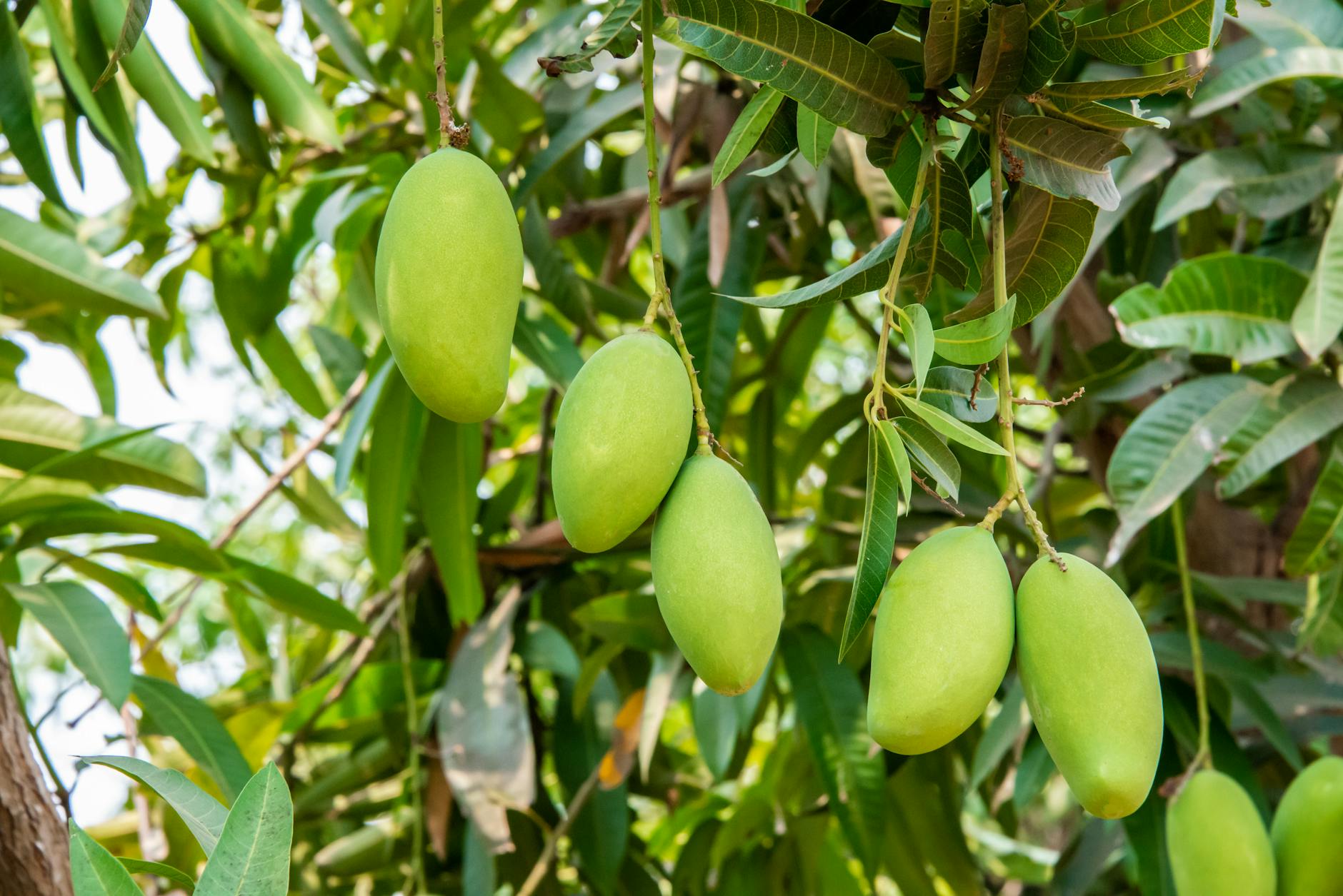Detailansicht: Mango Gründer