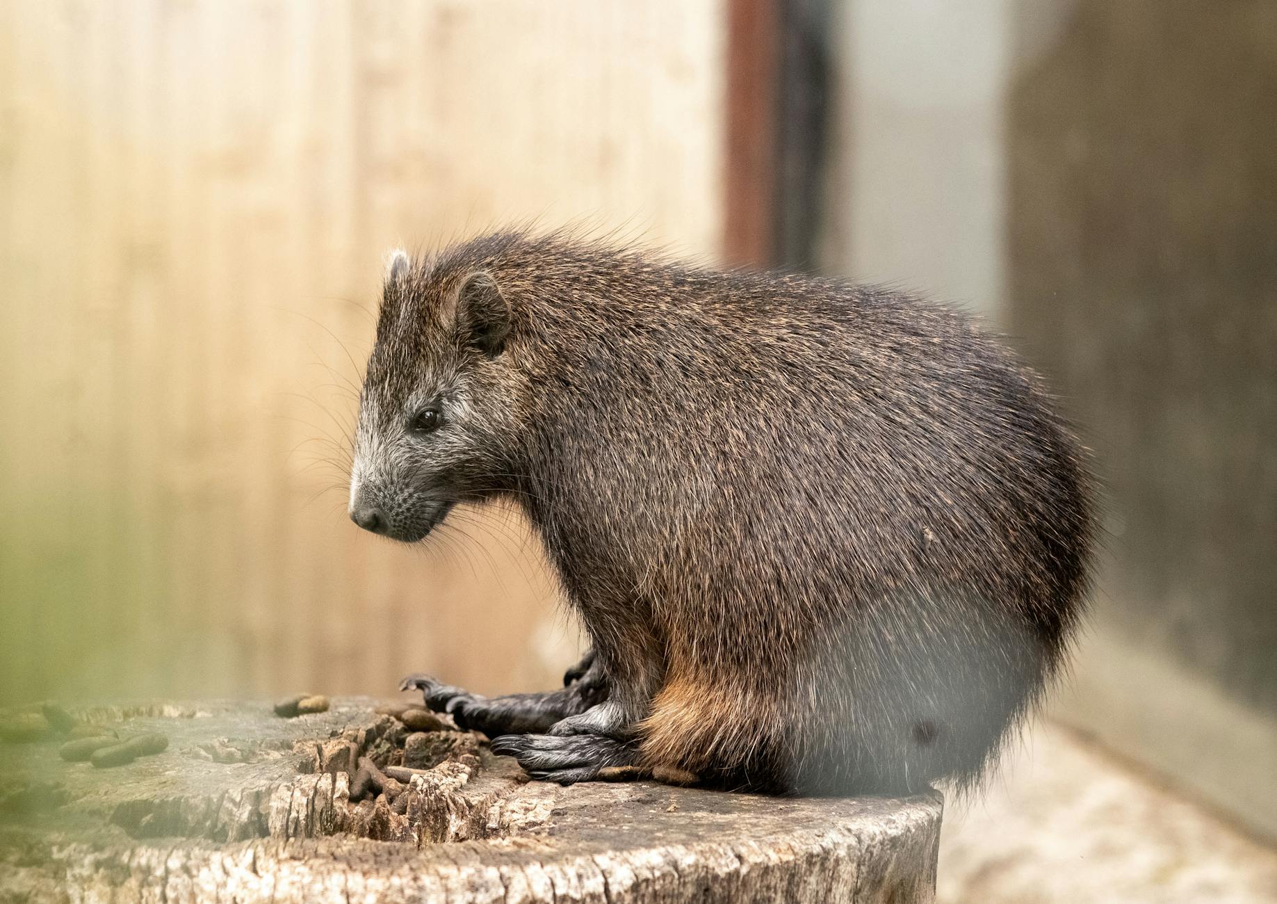 Symbolbild zum Thema Neue Tierarten Entdeckt