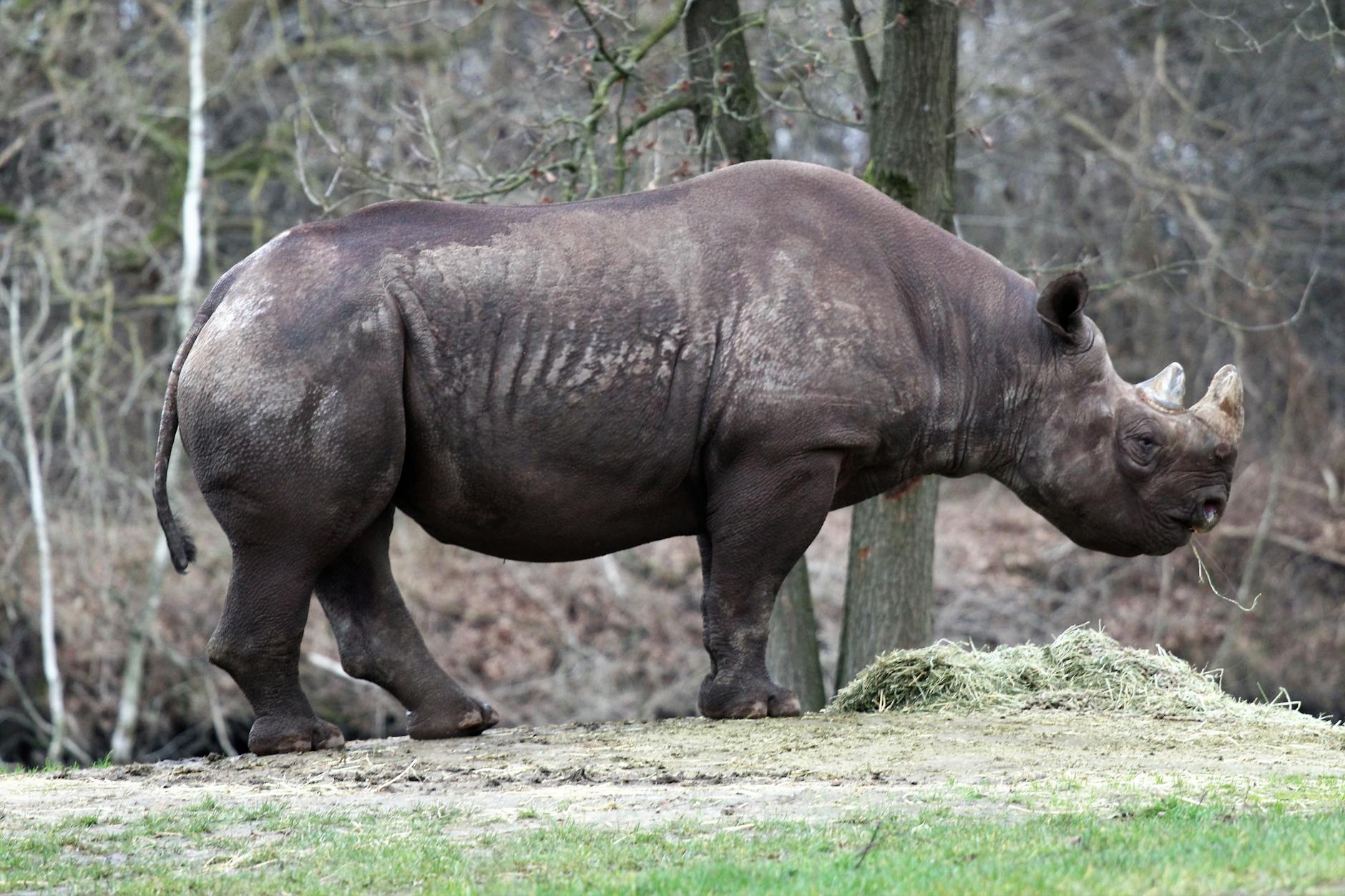 Detailansicht: Neue Tierarten Entdeckt