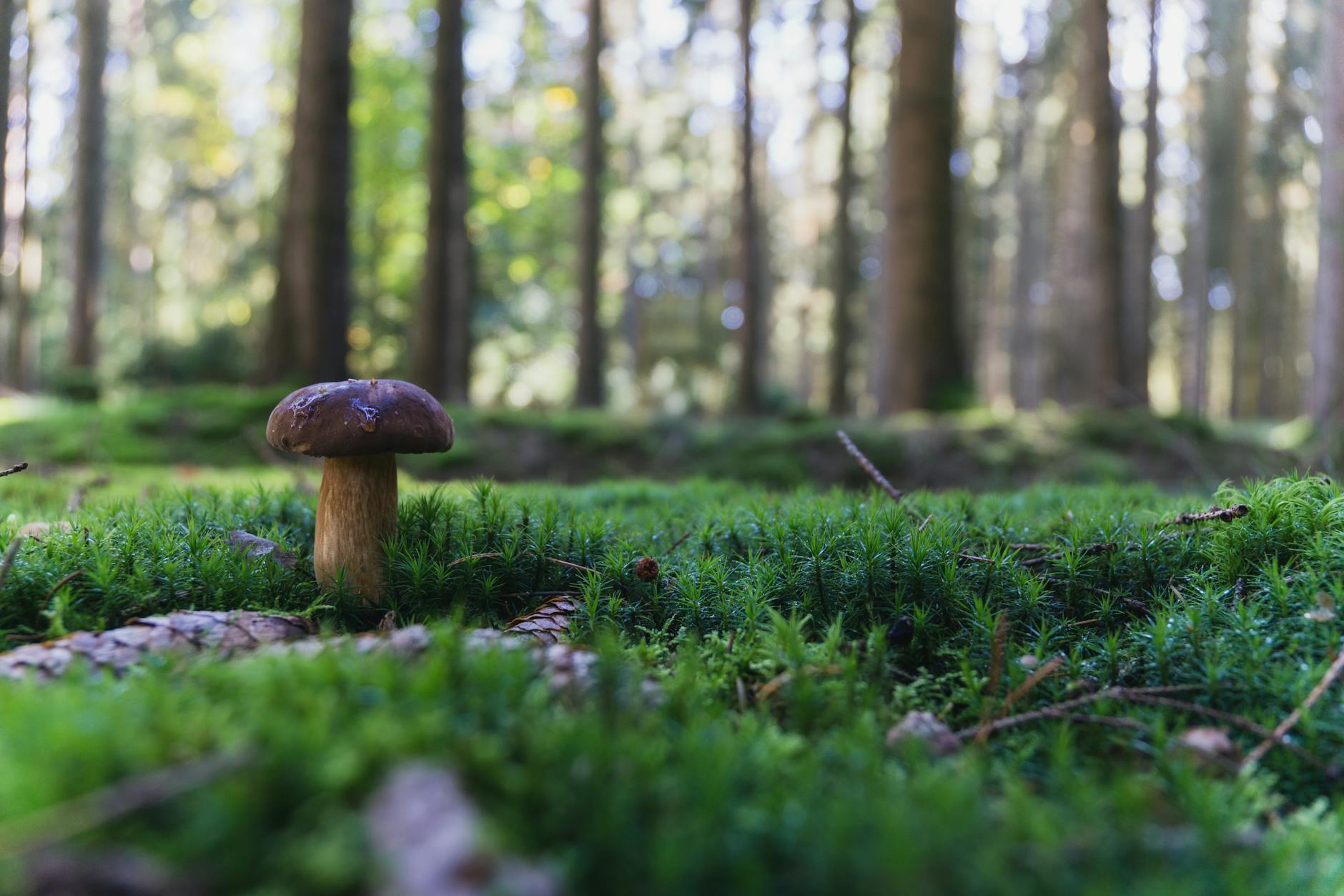 Detailansicht: Pilze Sammeln Regeln