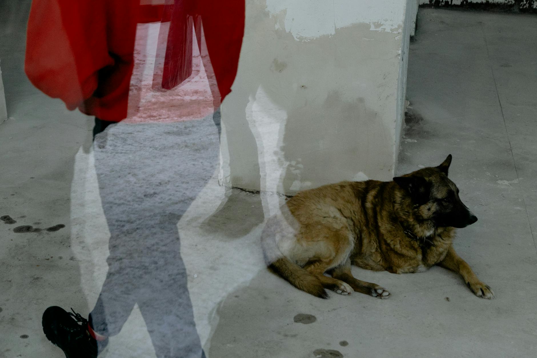 Suchbild Hund Mann Illustration zu Suchbild Hund Mann