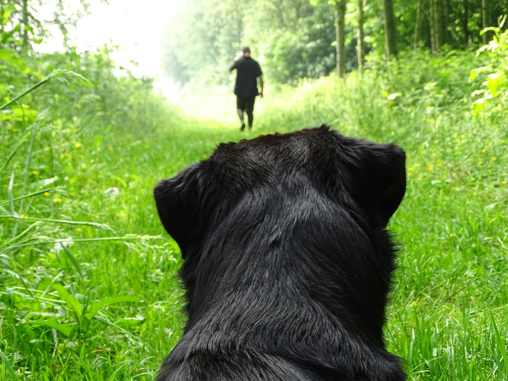 Suchbild Hund Mann Symbolbild zum Thema Suchbild Hund Mann