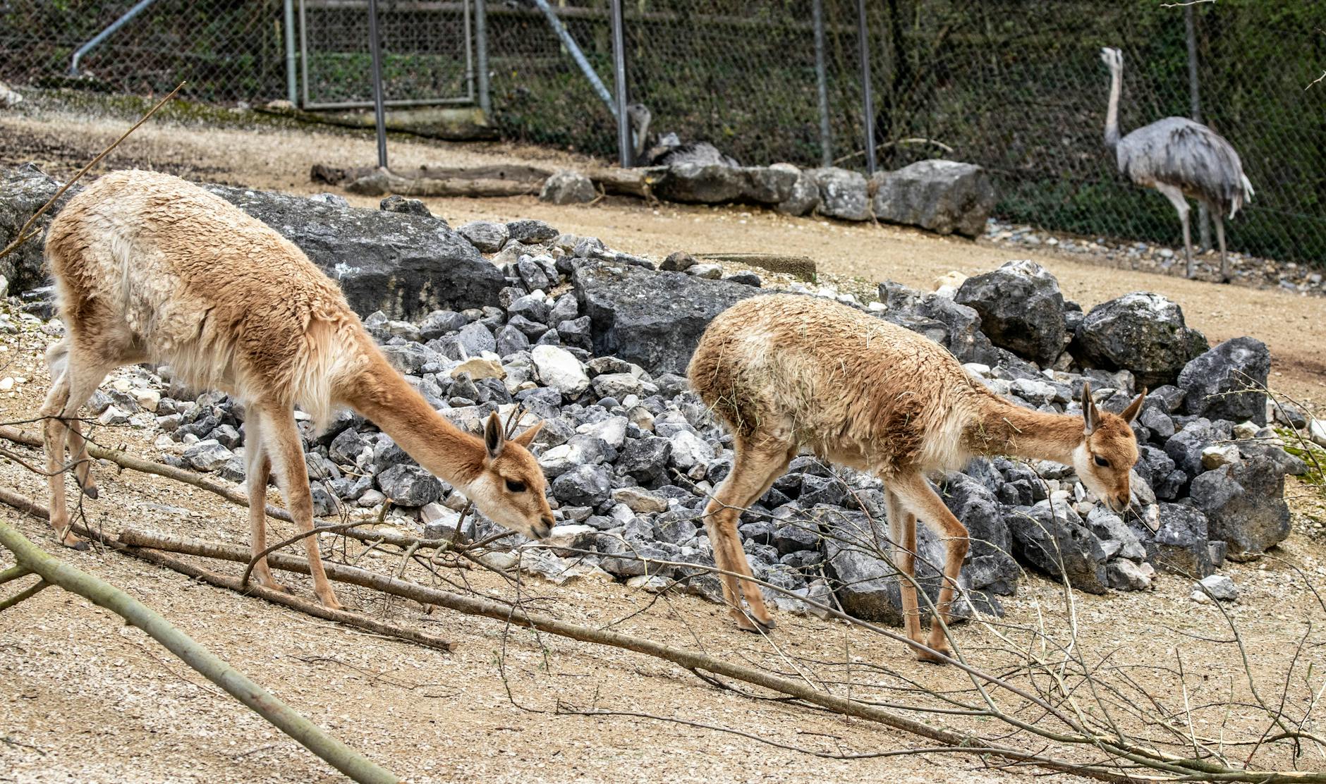 Tierpark Bern Abstimmung Illustration zu Tierpark Bern Abstimmung