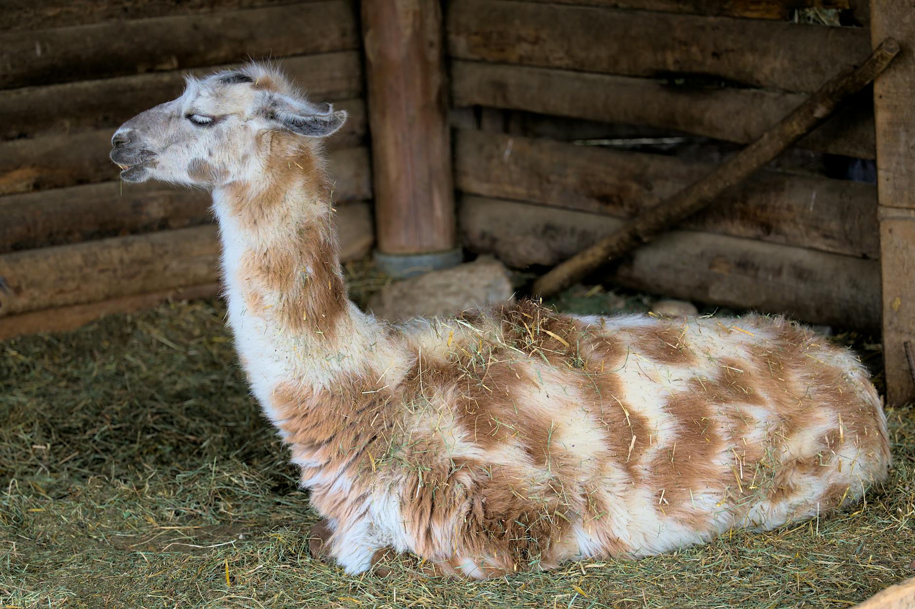 Tierpark Bern Abstimmung Detailansicht: Tierpark Bern Abstimmung