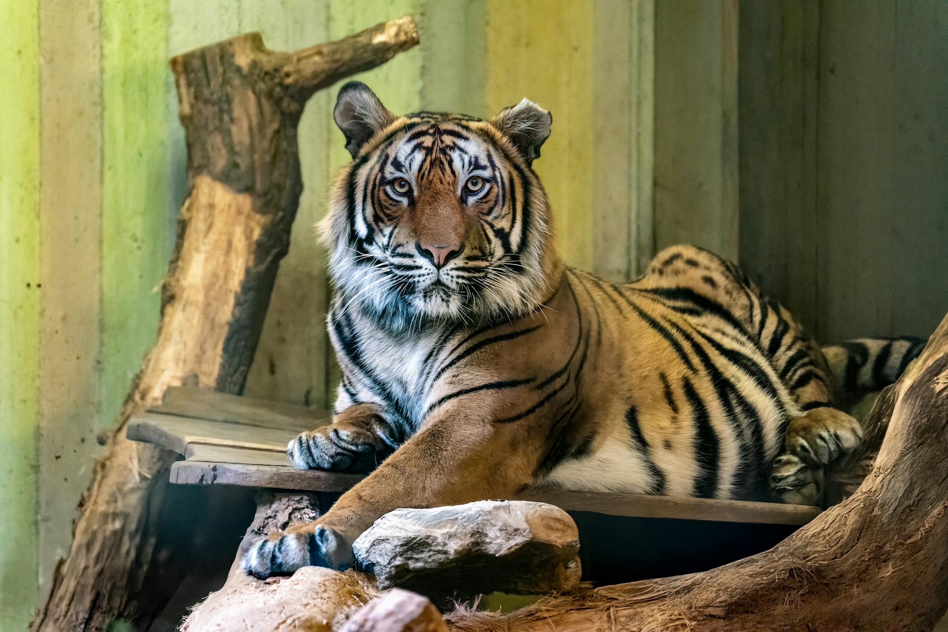 Illustration zu Tiger Leipzig