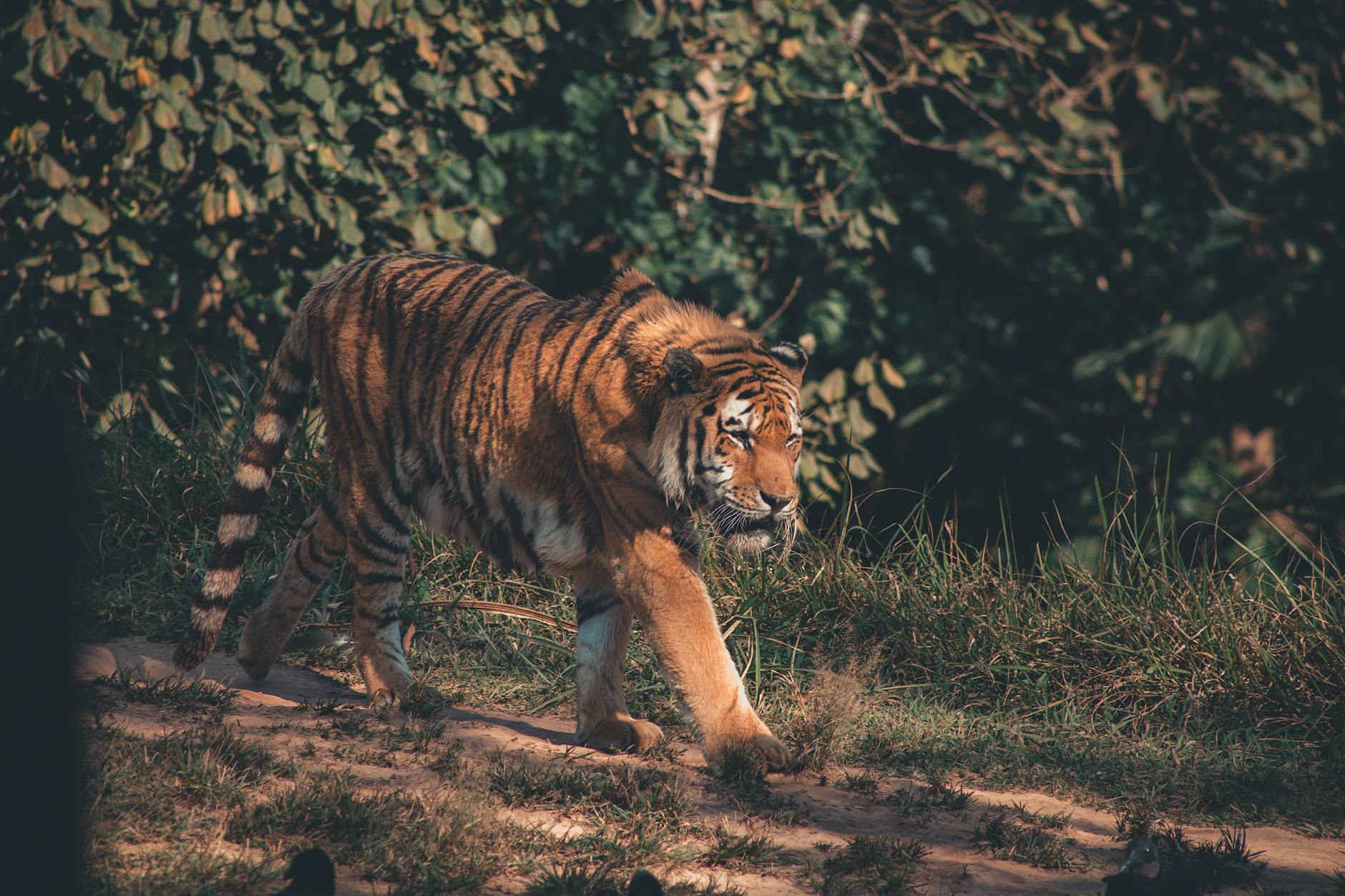 Detailansicht: Tiger Leipzig