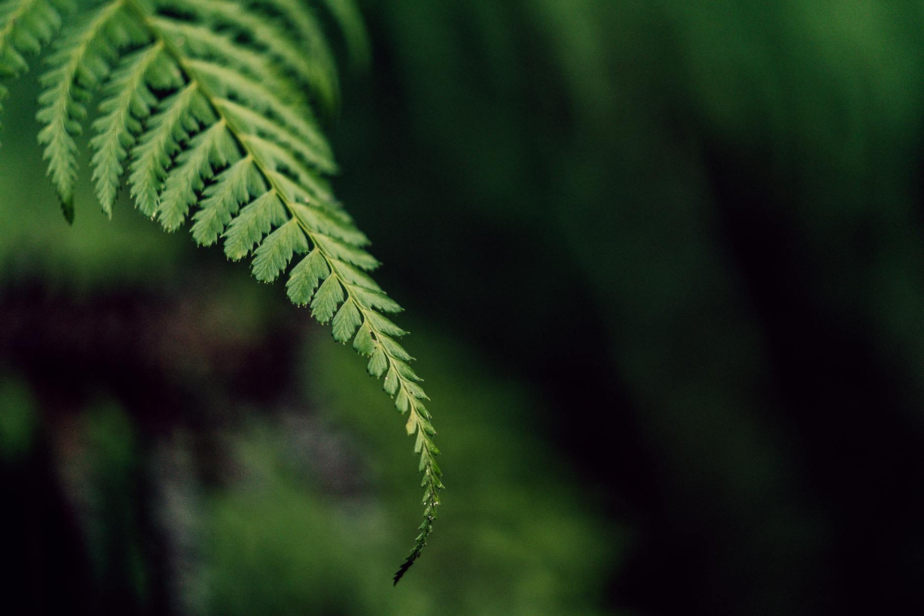 SV Elversberg – Foto: Edu Raw / Pexels