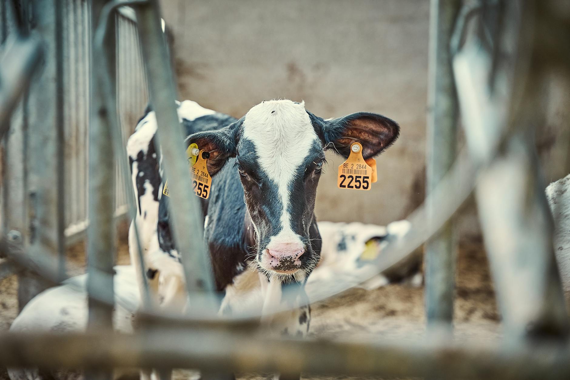Illustration zu Tierischer Zwischenfall
