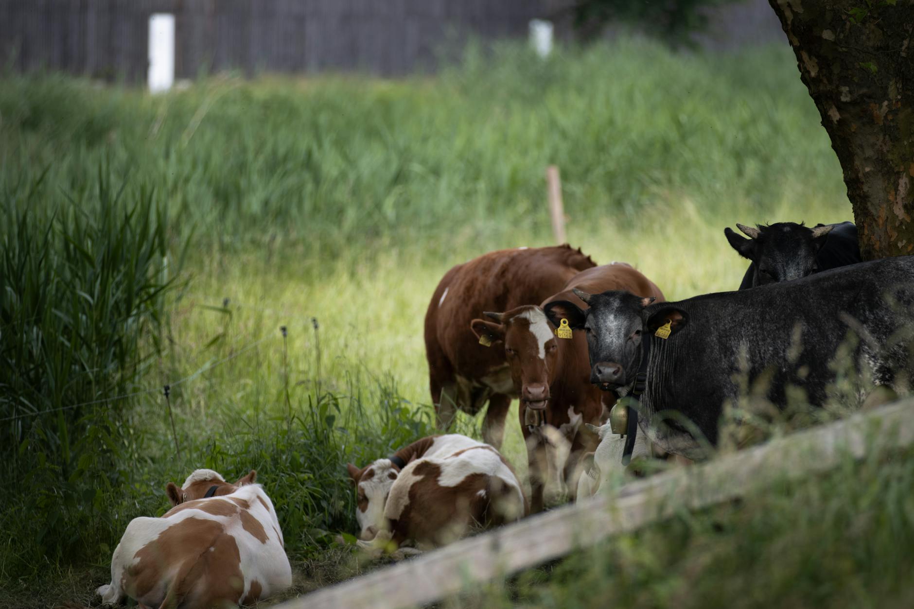 Detailansicht: Tierischer Zwischenfall